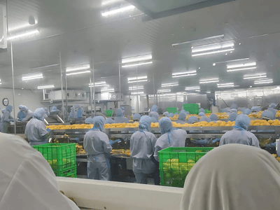 Jasminica ltd