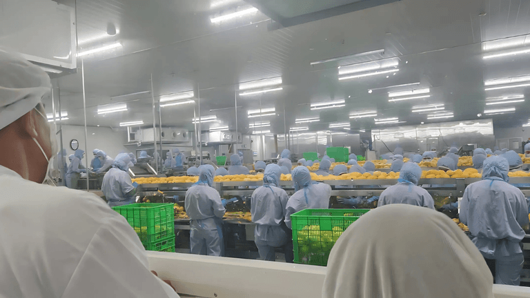 Jasminica ltd