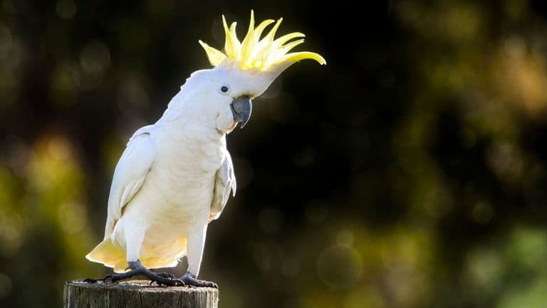 Cockatoos Crack the Code: Wild Parrots Master Public Water Fountains in Sydney