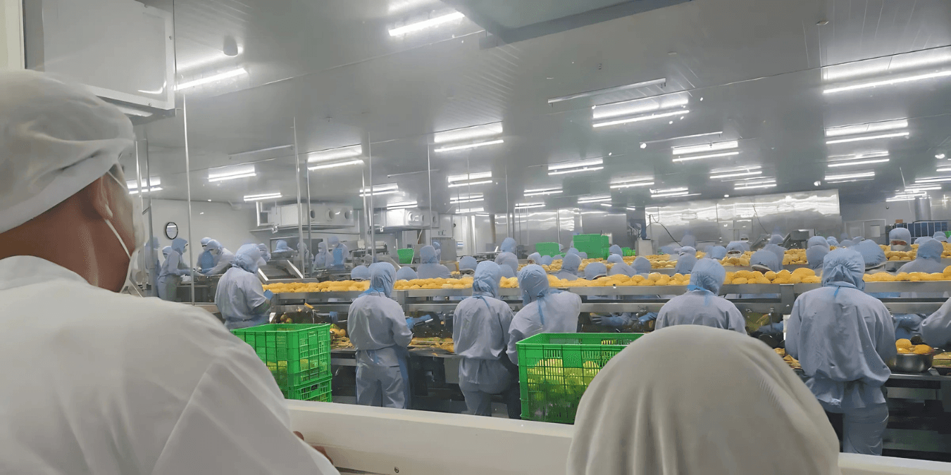 Jasminica ltd