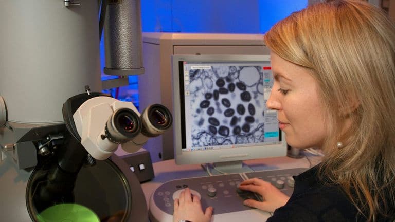 Scientists Uncover Key to Human Limb Regeneration
