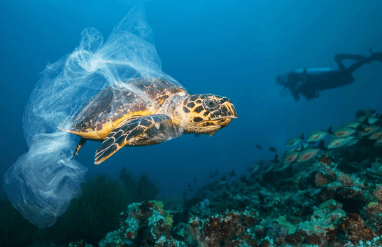 UN Approves Historic Treaty for Global Ocean Conservation