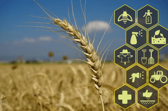 World Food Prices Drop as Agricultural Production Reaches New Heights